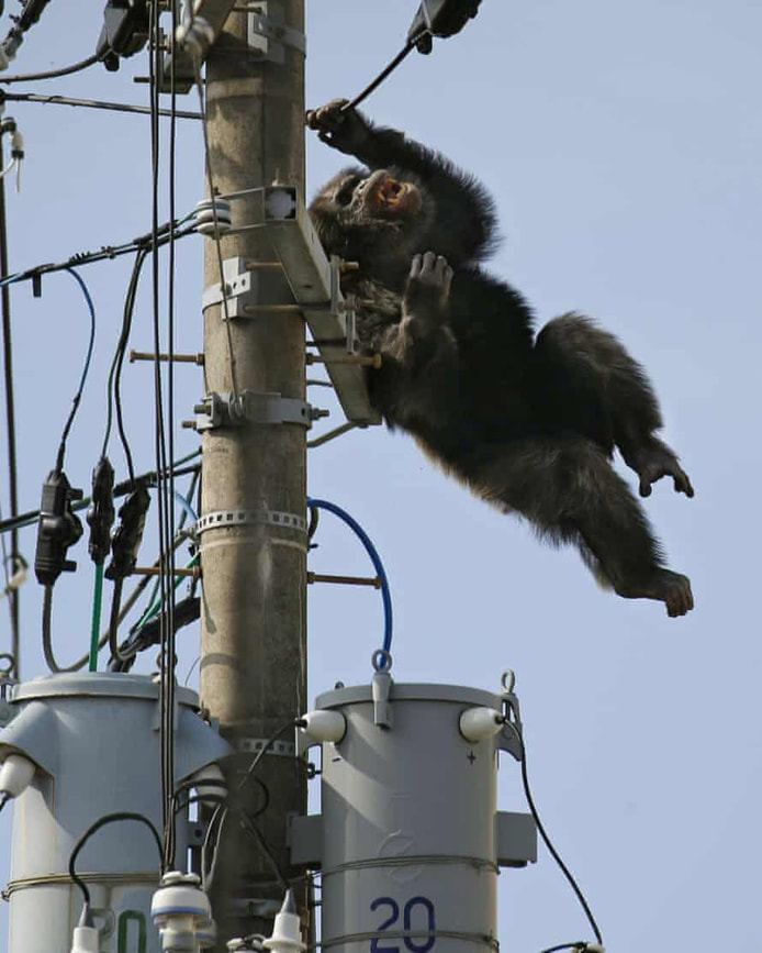 Monkeys On Wires
